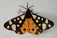 Arctia villica