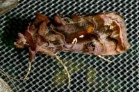 Autographa pulchrina