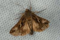Autographa gamma