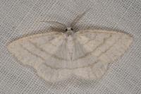 Cabera pusaria