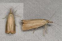 Chrysoteuchia culmella