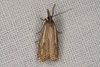 Crambus lathoniellus