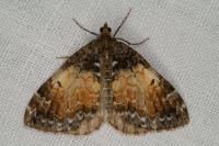 Dysstroma truncata