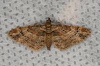 Gymnoscelis rufifasciata