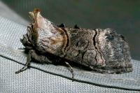 Abrostola asclepiadis