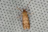 Homoeosoma sinuella