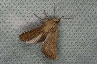 Hoplodrina