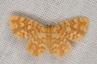 Hydrelia flammeolaria
