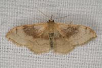 Idaea degeneraria