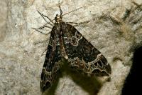 Ecliptopera silaceata