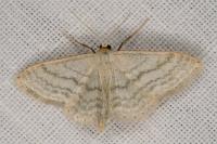 Idaea subsericeata