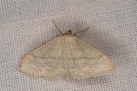 Idaea subsericeata