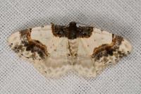 Ligdia adustata