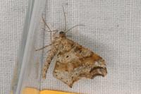 Macaria alternata