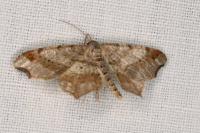 Macaria alternata