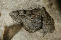 Alcis repandata