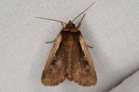 Ochropleura plecta