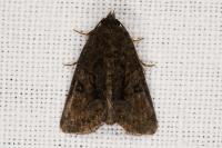 Oligia latruncula