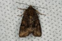 Oligia