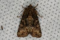 Oligia