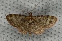 Pasiphila rectangulata