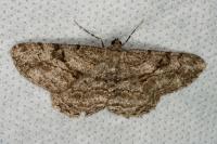 Peribatodes rhomboidaria rhomboidaria