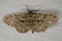 Peribatodes rhomboidaria rhomboidaria