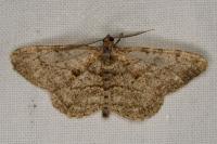 Peribatodes rhomboidaria rhomboidaria