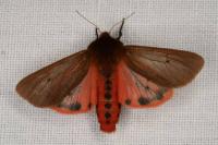 Phragmatobia fuliginosa