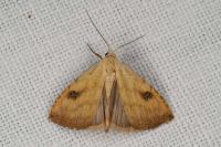 Rivula sericealis