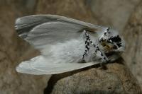 Leucoma salicis