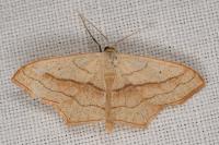 Scopula imitaria
