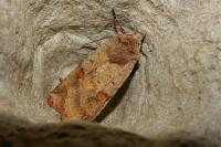 Diarsia mendica