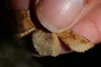 Diarsia mendica