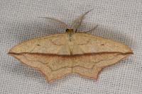 Timandra comae