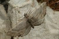Horisme aemulata