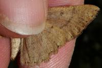 Yezognophos vittaria