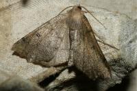 Odontopera bidentata