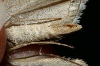 Aplocera plagiata