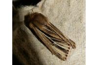 Mythimna anderreggii