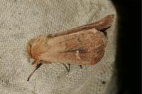 Mythimna ferrago
