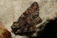 Lacanobia thalassina