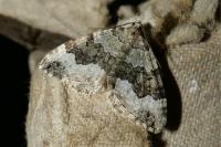 Colostygia aptata