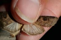 Agrotis clavis clavis