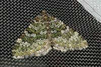 Euphyia frustata frustata