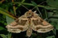 Euchalcia variabilis