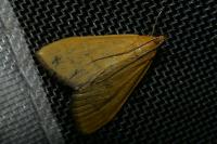Sitochroa verticalis