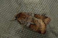 Diarsia mendica