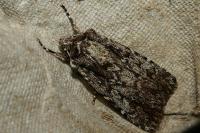 Dichagyris signifera