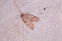 Pachycnemia hippocastanaria hippocastanaria